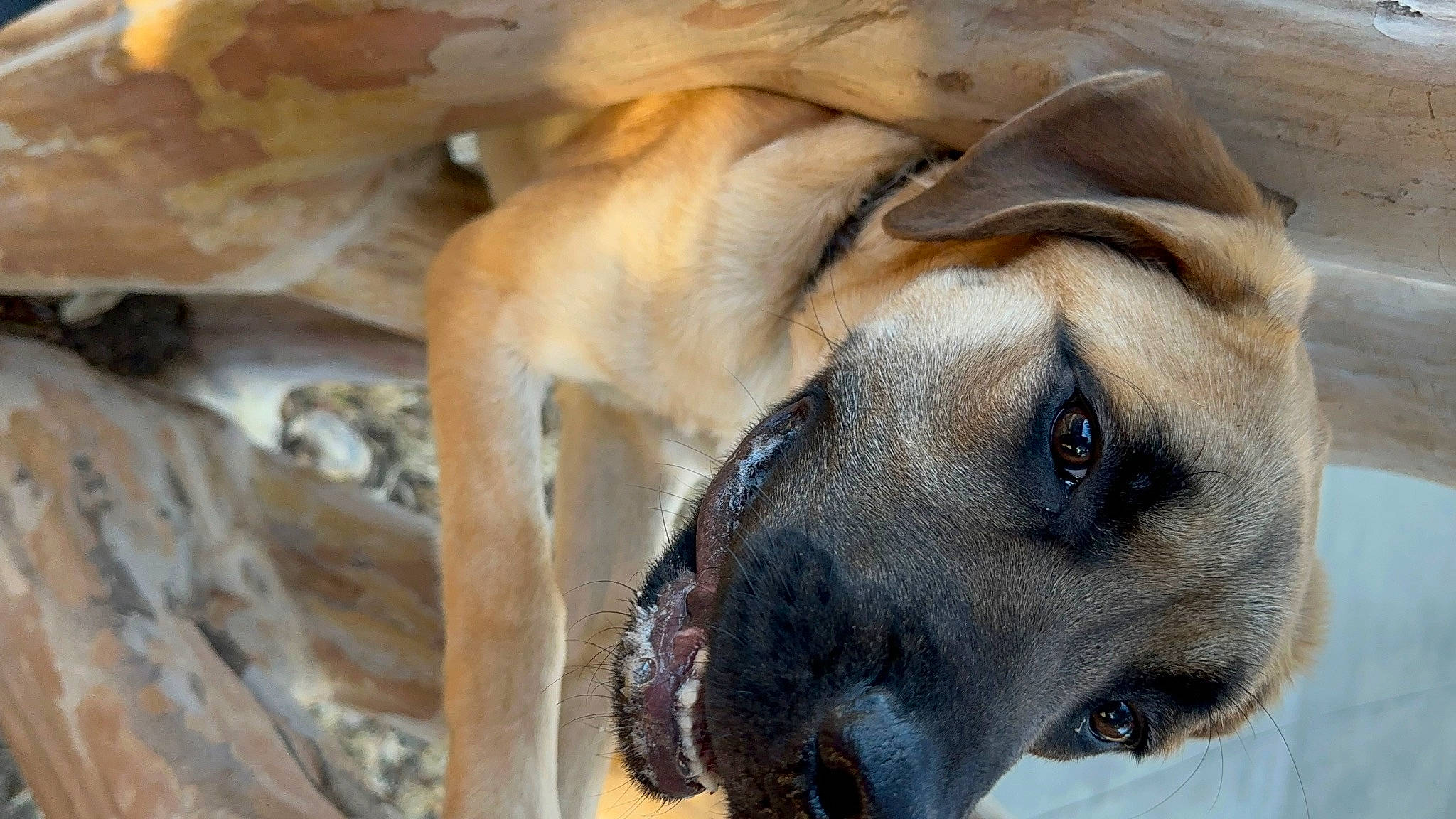 Forest joined the competition — help win amazing prizes! canidae, carnivore, close_up, collar, companion_dog, dog, dog_breed, eye, fawn, fur, jaw, non_sporting_group, snout, sporting_group, terrestrial_animal, whiskers, wildlife, wood, working_animal, working_dog