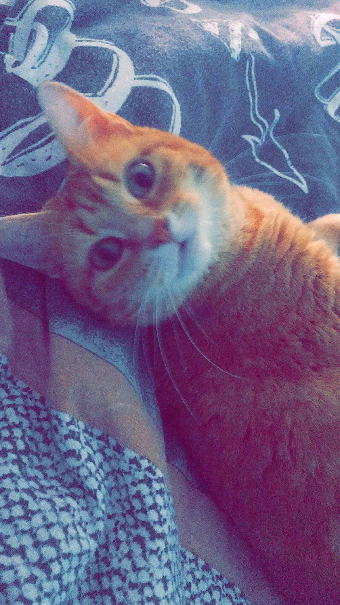 Caramel participe au concours pour gagner de l'argent avec cette photo : carnivore, cat, european_shorthair, fawn, felidae, german_rex, kitten, small_to_medium_sized_cats, snout, tabby_cat, whiskers