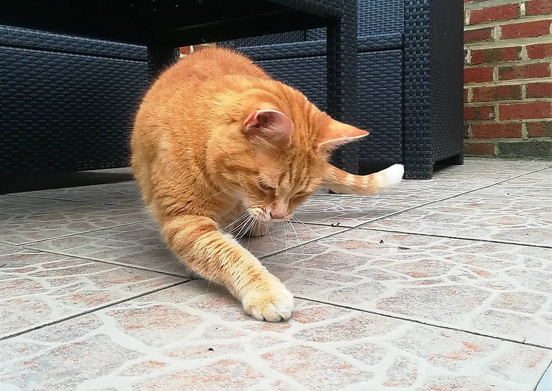 Caramel a rejoint le concours — aidez-le/la à gagner de superbes lots ! aegean_cat, carnivore, cat, domestic_short_haired_cat, european_shorthair, facial_expression, felidae, floor, fur, german_rex, mammal, nose, organism, paw, polydactyl_cat, small_to_medium_sized_cats, snout, tabby_cat, tail, whiskers