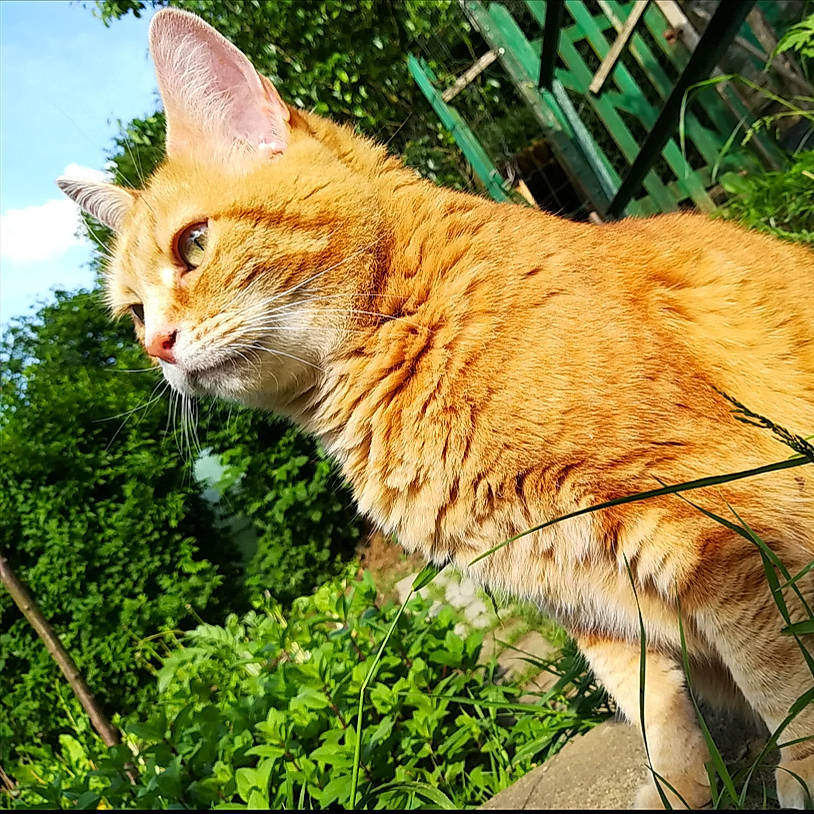 Caramel participe au concours pour gagner de l'argent avec cette photo : carnivore, cat, domestic_short_haired_cat, european_shorthair, fawn, felidae, fur, grass, maine_coon, mammal, organism, plant, small_to_medium_sized_cats, tabby_cat, tail, tree, vertebrate, whiskers, wild_cat, wildlife