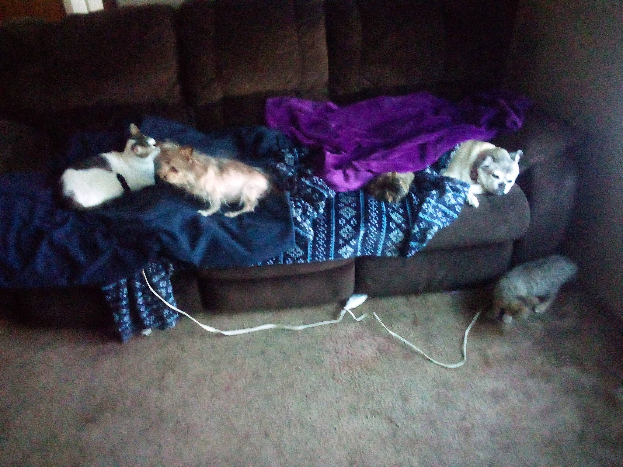 Gracie joined the competition — help win amazing prizes! carnivore, cat, comfort, companion_dog, couch, dog_breed, fawn, felidae, floor, flooring, hardwood, lap, linens, magenta, purple, small_to_medium_sized_cats, sporting_group, studio_couch, tail, whiskers