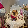 armchair, chair, christmas_gnome, costume, cozy, cushion, dog, flowers, fur, gnome, holiday_decor, indoor, pet, plush_toy, pomeranian, portrait, smile, sweater, upholstery, wooden_floor