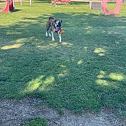 Wednesday Astrid is registered to the contest to win money with this photo: agility_equipment, animal, ball, canine, daylight, dog, grass, green, happy, nature, open_space, outdoor, park, pet, play, red, summer, sunlight, tongue_out, trees