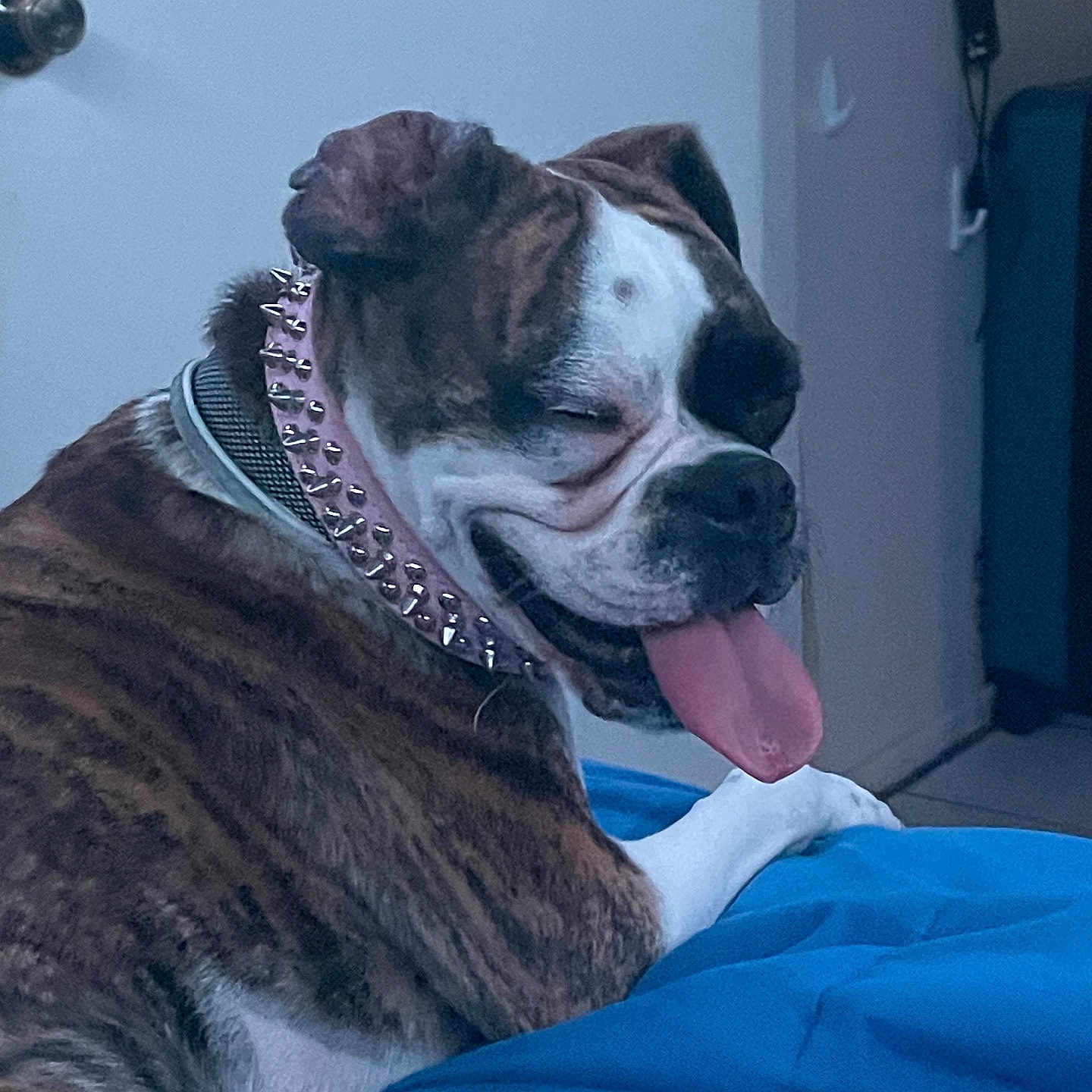 Wednesday Astrid is registered to the contest to win money with this photo: animal, bed, blanket, brindle, canine, collar, dog, door, fur, happy, home, indoor, paw, pet, relaxed, resting, sleepy, smiling, spiked_collar, tongue_out