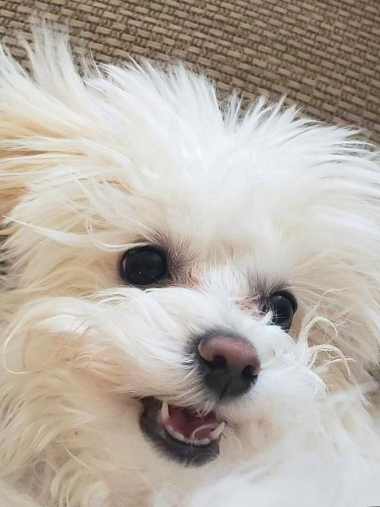 Remington Leroy Harrison Brooks