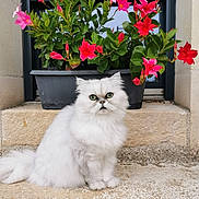 Harmonie participe au concours pour gagner de l'argent avec cette photo : cat, white_cat, fluffy, flower_pot, pink_flowers, green_leaves, stone, outdoor, plant, pet, animal, sitting, window, nature, garden, cute, fur, portrait, serious_expression, closeup