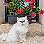 cat, white_cat, fluffy, flower_pot, pink_flowers, green_leaves, stone, outdoor, plant, pet, animal, sitting, window, nature, garden, cute, fur, portrait, serious_expression, closeup