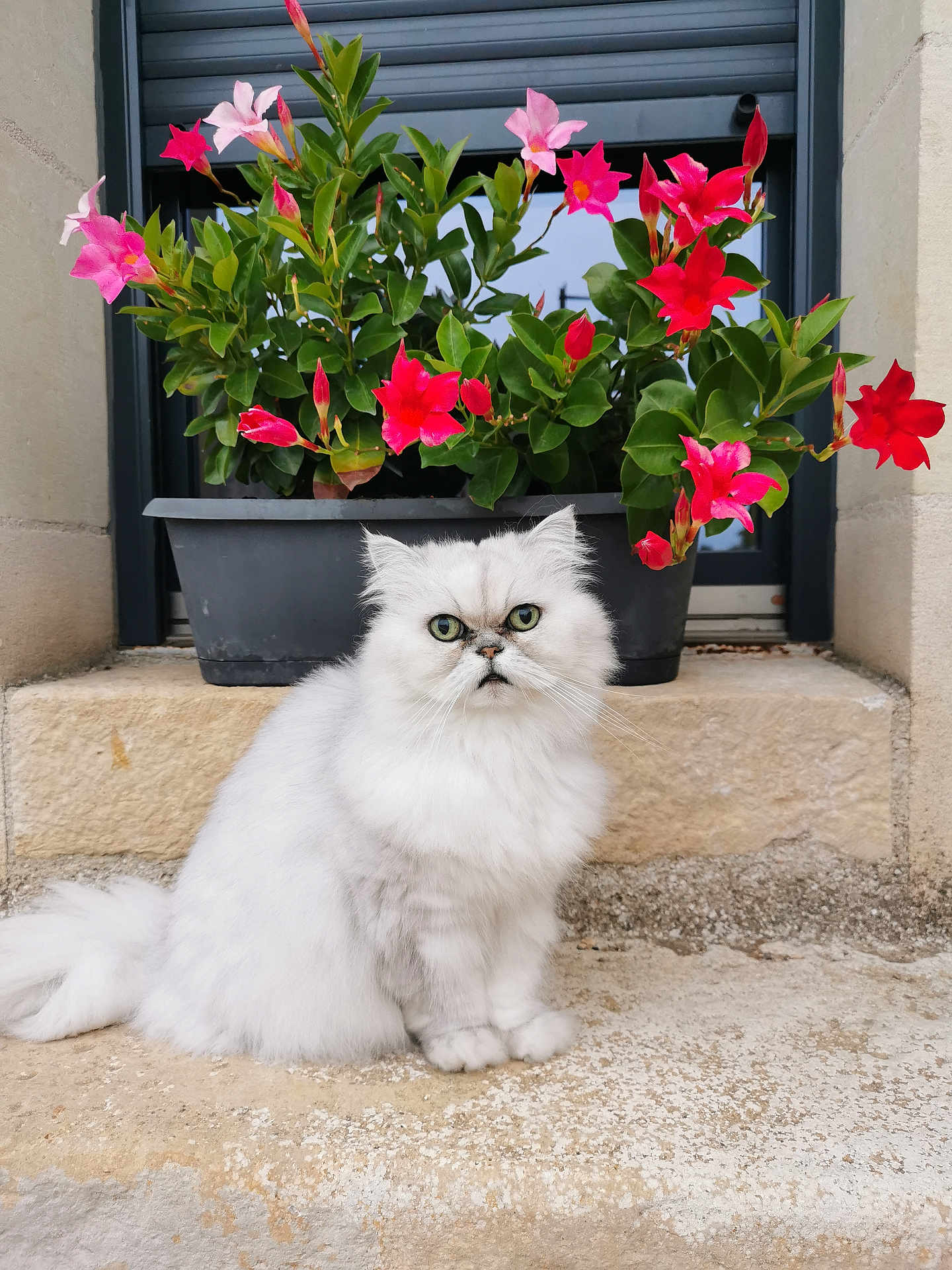 Harmonie participe au concours pour gagner de l'argent avec cette photo : cat, white_cat, fluffy, flower_pot, pink_flowers, green_leaves, stone, outdoor, plant, pet, animal, sitting, window, nature, garden, cute, fur, portrait, serious_expression, closeup