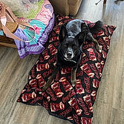 Sarah joined the competition — help win amazing prizes! animal, black_dog, blanket, chair, coca_cola, collar, colorful, couch, dog, ears_up, floor, footwear, furniture, home, indoor, looking_at_camera, pet, quilt, relaxed, wood_floor