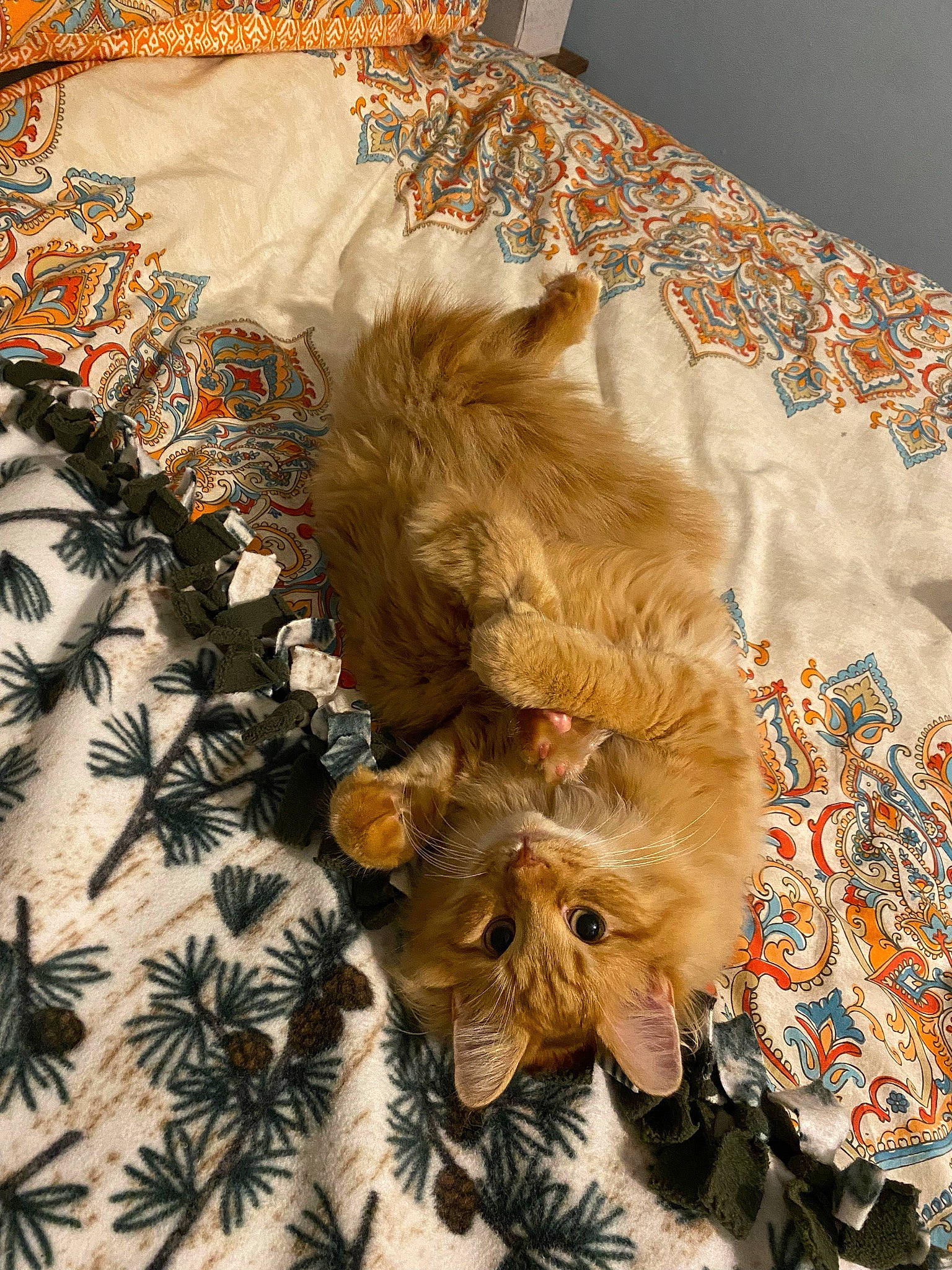 Beckett is registered to the contest to win money with this photo: art, bedding, brown, carnivore, comfort, companion_dog, dog, dog_breed, fawn, felidae, fur, linens, liver, pattern, rectangle, room, tail, terrestrial_animal, textile, visual_arts