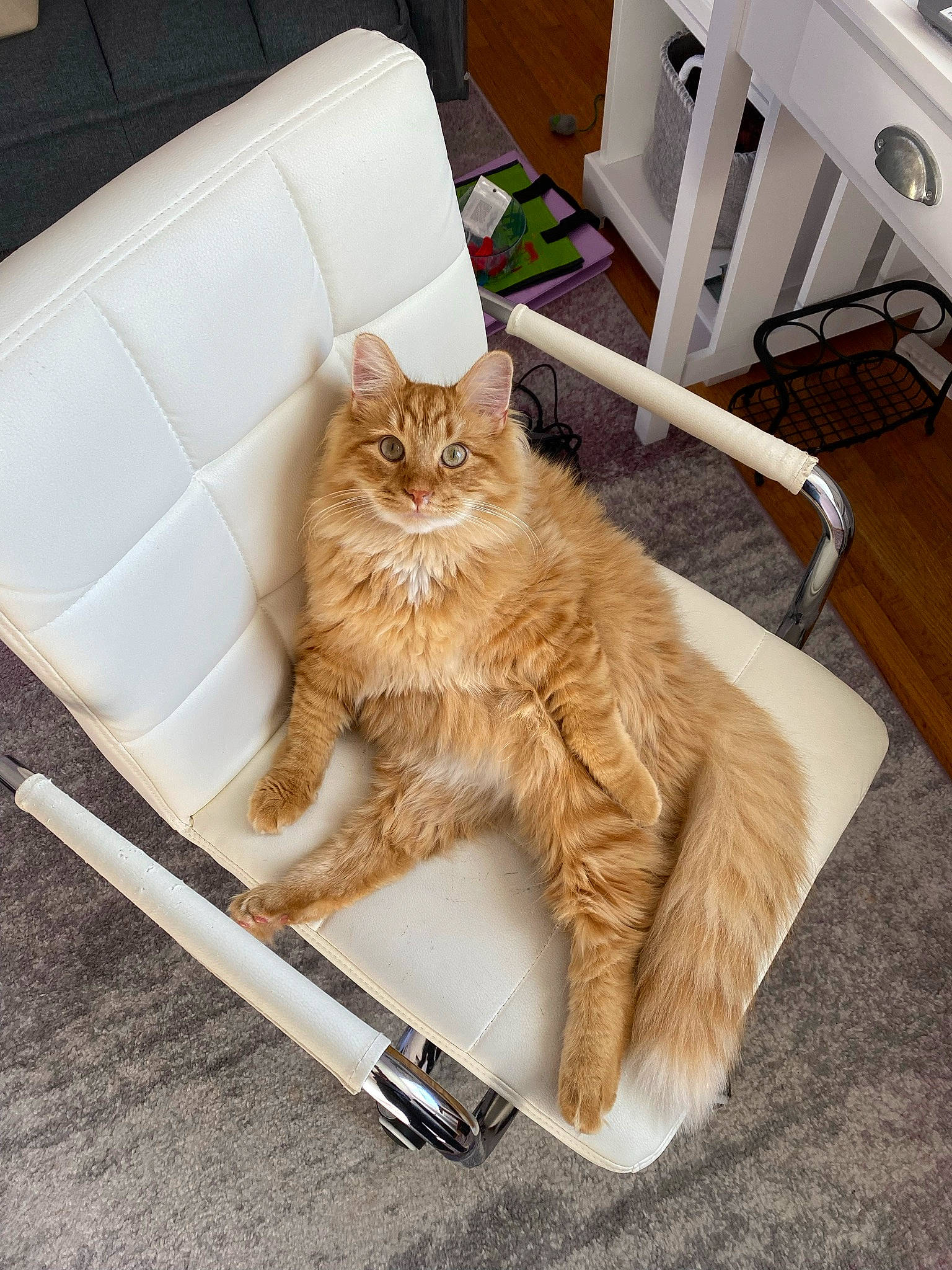 Beckett joined the competition — help win amazing prizes! box, carnivore, cat, chair, claw, comfort, domestic_short_haired_cat, fashion_accessory, fawn, felidae, floor, flooring, fur, hardwood, paw, sitting, small_to_medium_sized_cats, tail, whiskers, wood
