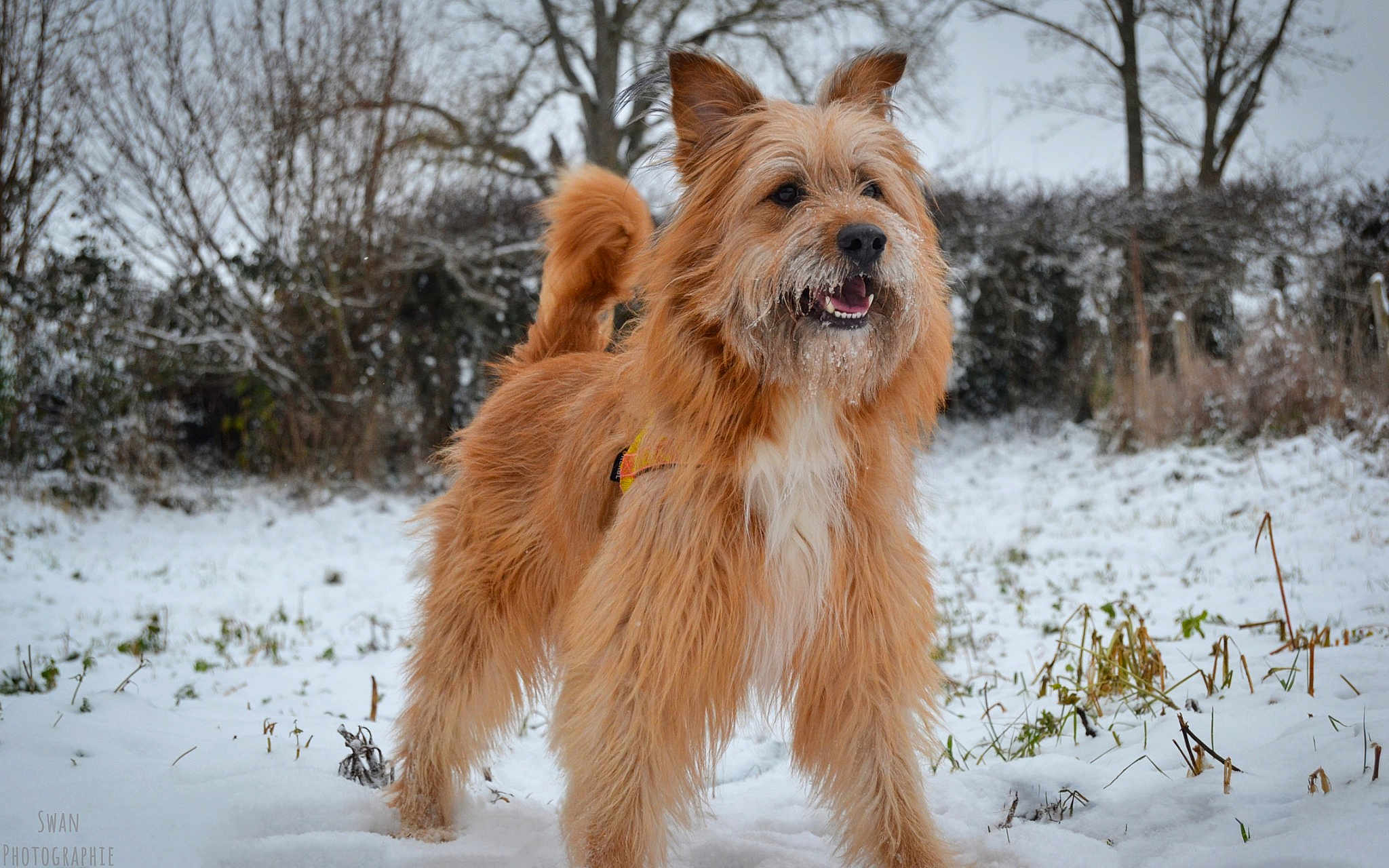 Benji