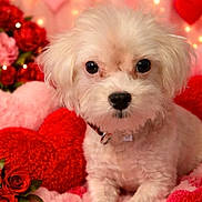 Snowflake joined the competition — help win amazing prizes! blanket, bokeh, closeup, collar, cute, dog, fairy_lights, flowers, fluffy, hearts, indoor, paws, pet, plush, portrait, puppy, roses, small_dog, valentine, white_dog