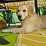 Armel a rejoint le concours — aidez-le/la à gagner de superbes lots ! dog, ears, fur, golden_retriever, grass, green, laying_down, legs, nature, nose, outdoor, pet, puppy, relaxed, rug, shadow, smiling, sunlight, table, yellow