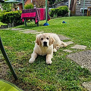 Armel a rejoint le concours — aidez-le/la à gagner de superbes lots ! bushes, cloudy_sky, dog, fence, flower, garden, grass, greenery, outdoor, path, pet, puppy, relaxing, suburban, table, tablecloth, towel, toy, wooden_shed, yard