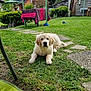 bushes, cloudy_sky, dog, fence, flower, garden, grass, greenery, outdoor, path, pet, puppy, relaxing, suburban, table, tablecloth, towel, toy, wooden_shed, yard