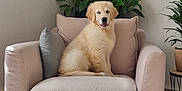 Armel a rejoint le concours — aidez-le/la à gagner de superbes lots ! armchair, beige, cozy, cushion, cute, dog, framed_art, fur, golden_retriever, home_decor, indoor, living_room, pet, plant, potted_plant, puppy, relaxing, tennis_ball, tongue_out, wooden_floor