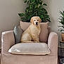 armchair, beige, cozy, cushion, cute, dog, framed_art, fur, golden_retriever, home_decor, indoor, living_room, pet, plant, potted_plant, puppy, relaxing, tennis_ball, tongue_out, wooden_floor