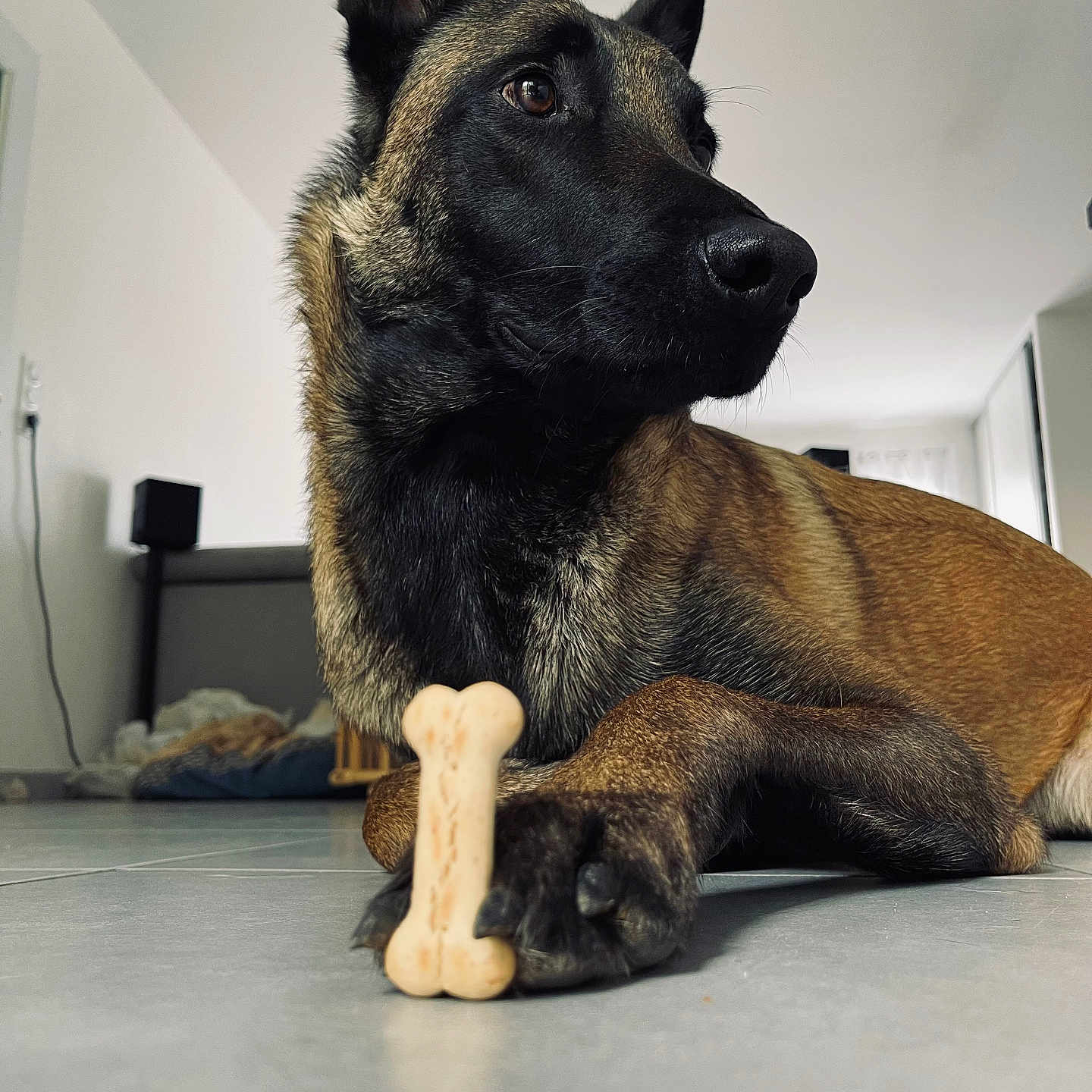 Saïko a rejoint le concours — aidez-le/la à gagner de superbes lots ! animal, canine, dog, electronics, germanshepherd, hardwood, hound, labradorretriever, pet, policedog, puppy, snout, speaker, wood