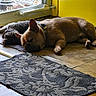 Bruno joined the competition — help win amazing prizes! dog, sleeping, indoor, yellow_door, rug, floor, tile_floor, glass_door, outdoor_view, garden, pet, resting, companion, light, shadow, collar, quiet, relaxation, home_interior, peaceful