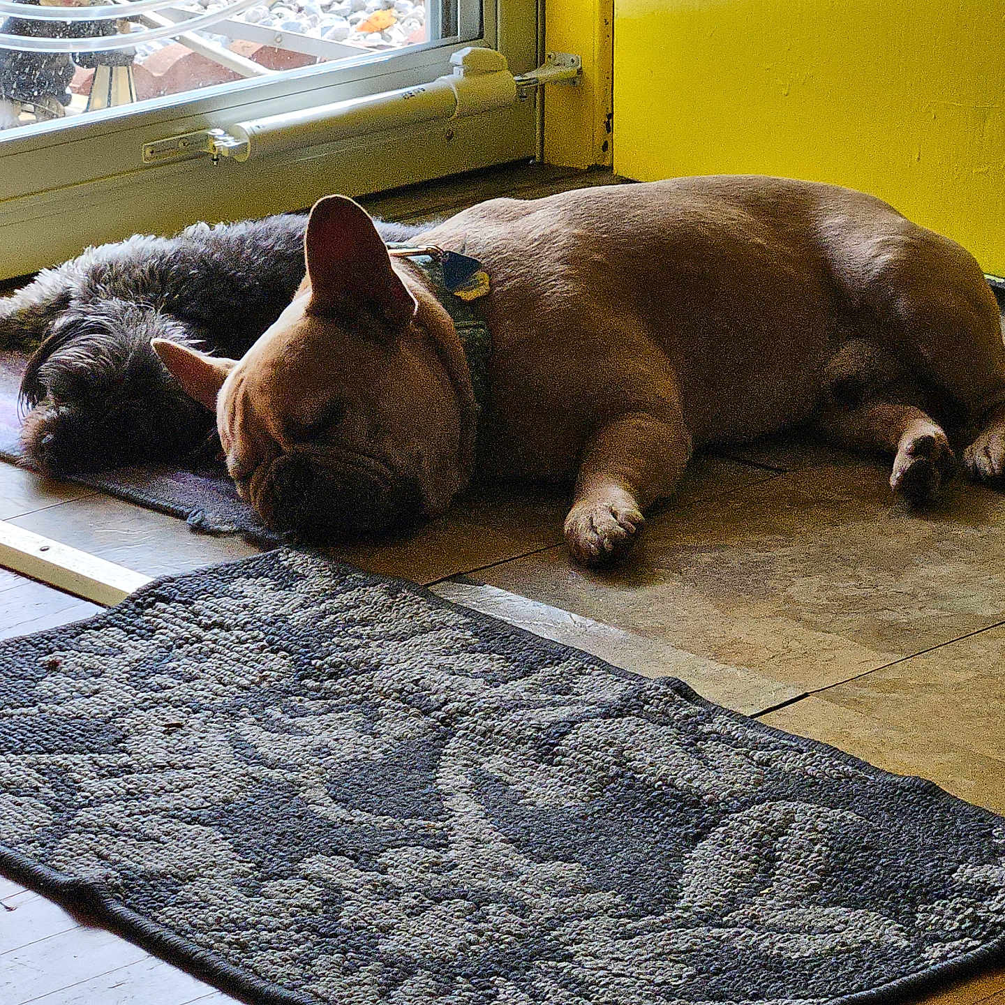 Bruno joined the competition — help win amazing prizes! dog, sleeping, indoor, yellow_door, rug, floor, tile_floor, glass_door, outdoor_view, garden, pet, resting, companion, light, shadow, collar, quiet, relaxation, home_interior, peaceful
