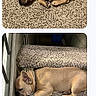 Bruno is registered to the contest to win money with this photo: dog, french_bulldog, sleeping, carpet, stairs, pet, indoor, resting, animal, canine, cute, tan, collar, napping, cozy, fur, paw, quiet, home, relaxed