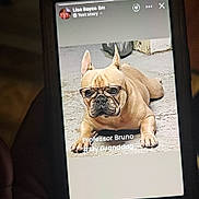 Bruno is registered to the contest to win money with this photo: dog, french_bulldog, glasses, laying_down, concrete_floor, pet, portrait, animal, face, smart, cute, indoors, phone_screen, text_overlay, brown_dog, closeup, pet_portrait, looking_at_camera, resting, funny