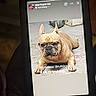 dog, french_bulldog, glasses, laying_down, concrete_floor, pet, portrait, animal, face, smart, cute, indoors, phone_screen, text_overlay, brown_dog, closeup, pet_portrait, looking_at_camera, resting, funny