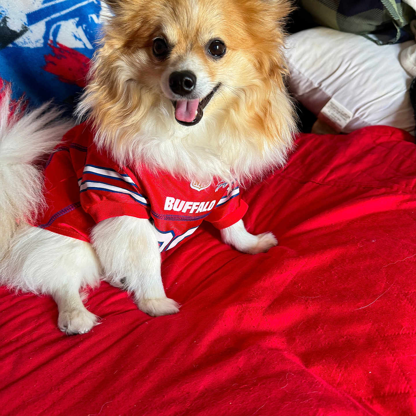 Louie is registered to the contest to win money with this photo: accessories, animal, bed, bedroom, blanket, canine, cockerspaniel, couch, cushion, dog, eskimodog, furniture, homedecor, indoors, interiordesign, papillon, pet, puppy, room, strap