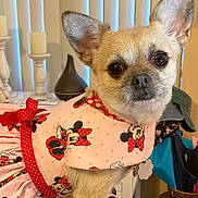 Minnie joined the competition — help win amazing prizes! dog, small_dog, pet, clothing, dress, pink, minnie_mouse, indoor, curtains, candles, decor, animal, cute, closeup, ears, face, eyes, fur, collar, accessory