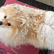 Daisy is registered to the contest to win money with this photo: dog, pomeranian, snow, fluffy, pet, animal, outdoor, doormat, curious, small_dog, winter, fur, face, ears, tail, cute, looking_up, canine, companion, adorable