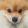 Daisy is registered to the contest to win money with this photo: dog, close_up, fluffy, cute, pet, animal, face, nose, ears, fur, whiskers, portrait, mammal, friendly, small_dog, pomeranian, domestic_animal, looking, adorable, brown