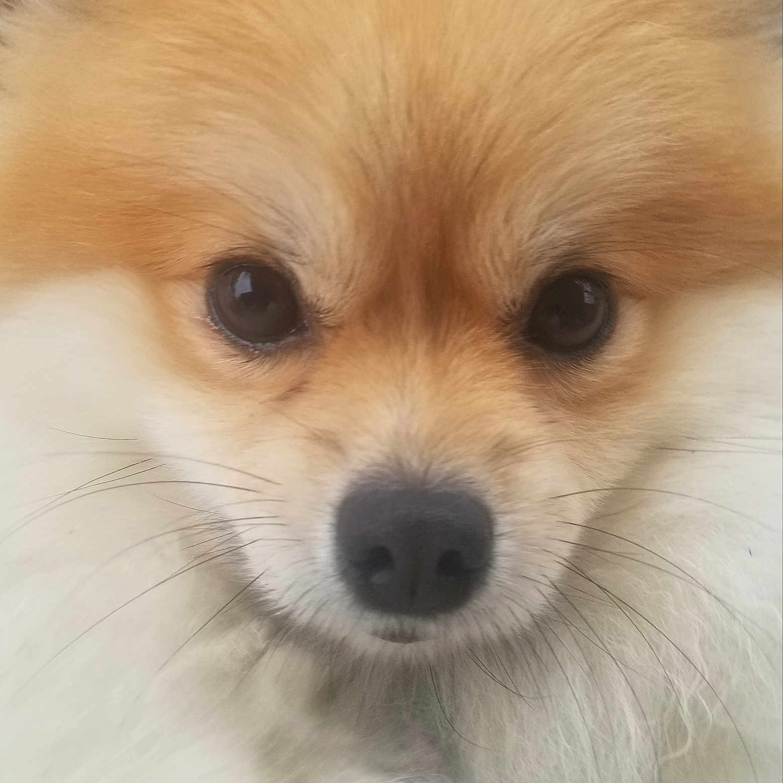 Daisy is registered to the contest to win money with this photo: adorable, animal, brown, close_up, cute, dog, domestic_animal, ears, face, fluffy, friendly, fur, looking, mammal, nose, pet, pomeranian, portrait, small_dog, whiskers