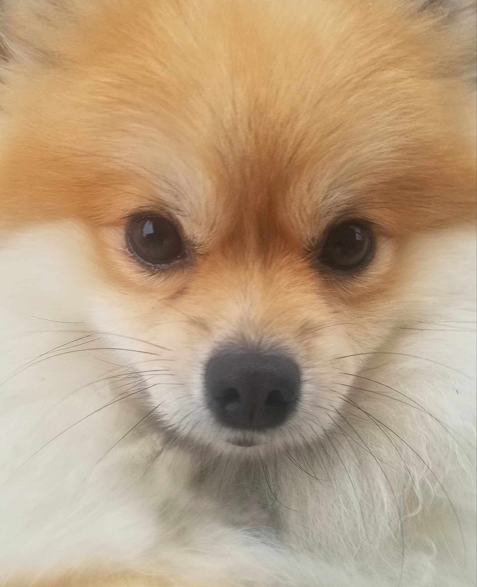 Daisy is registered to the contest to win money with this photo: dog, close_up, fluffy, cute, pet, animal, face, nose, ears, fur, whiskers, portrait, mammal, friendly, small_dog, pomeranian, domestic_animal, looking, adorable, brown