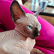 Alphonse a rejoint le concours — aidez-le/la à gagner de superbes lots ! sphynx_cat, hairless_cat, blue_eyes, wrinkled_skin, pet, indoor, cushion, pink_cushion, close_up, animal, feline, relaxed, unique, portrait, cute, domestic_cat, whiskers, ears, nose, face
