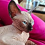 sphynx_cat, hairless_cat, blue_eyes, wrinkled_skin, pet, indoor, cushion, pink_cushion, close_up, animal, feline, relaxed, unique, portrait, cute, domestic_cat, whiskers, ears, nose, face