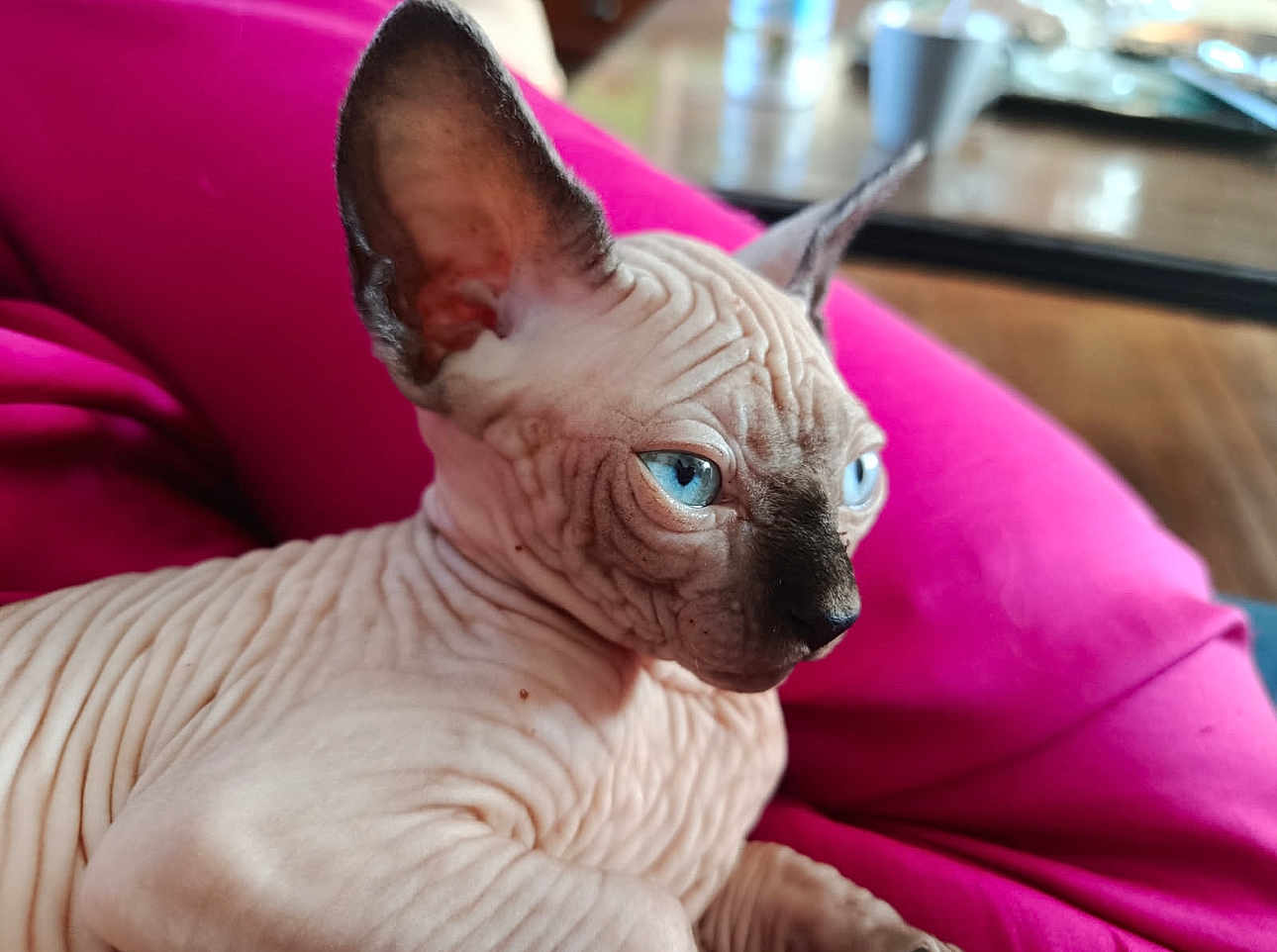 Alphonse a rejoint le concours — aidez-le/la à gagner de superbes lots ! sphynx_cat, hairless_cat, blue_eyes, wrinkled_skin, pet, indoor, cushion, pink_cushion, close_up, animal, feline, relaxed, unique, portrait, cute, domestic_cat, whiskers, ears, nose, face
