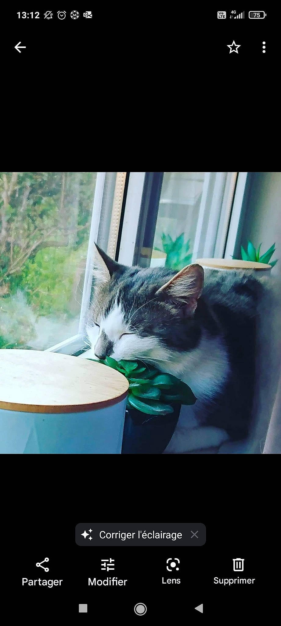 Moustik participe au concours pour gagner de l'argent avec cette photo : carnivore, cat, comfort, domestic_short_haired_cat, felidae, food, fur, glass, grass, monochrome_photography, photo_caption, plant, sitting, small_to_medium_sized_cats, snout, tail, tree, whiskers, window, windshield