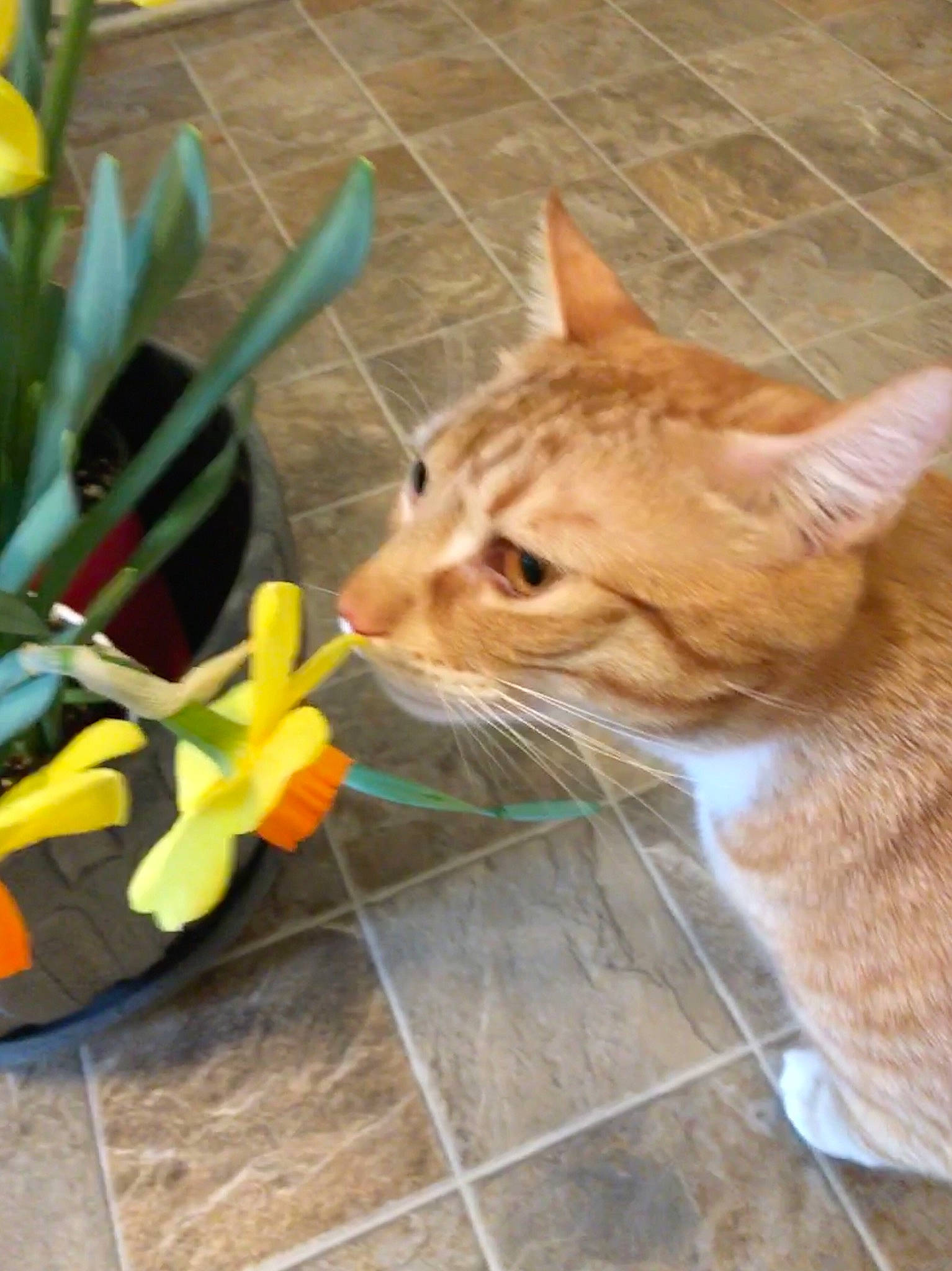 Bonkers joined the competition — help win amazing prizes! aegean_cat, american_shorthair, arabian_mau, carnivore, cat, domestic_short_haired_cat, european_shorthair, fawn, felidae, flower, german_rex, kitten, plant, small_to_medium_sized_cats, tabby_cat, tail, whiskers