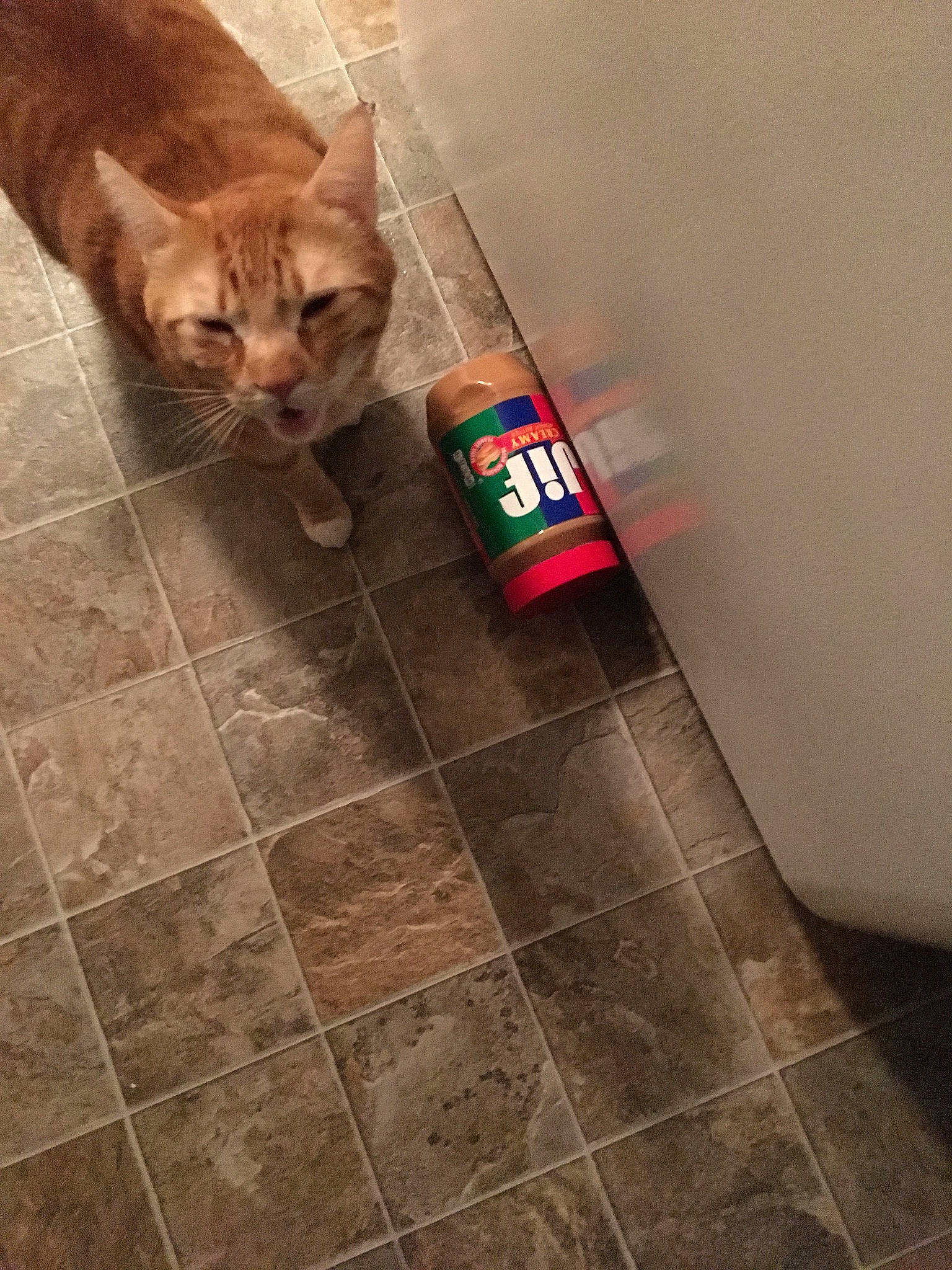 Bonkers is registered to the contest to win money with this photo: carnivore, cat, domestic_short_haired_cat, felidae, floor, flooring, kitten, small_to_medium_sized_cats, tail, tile, whiskers