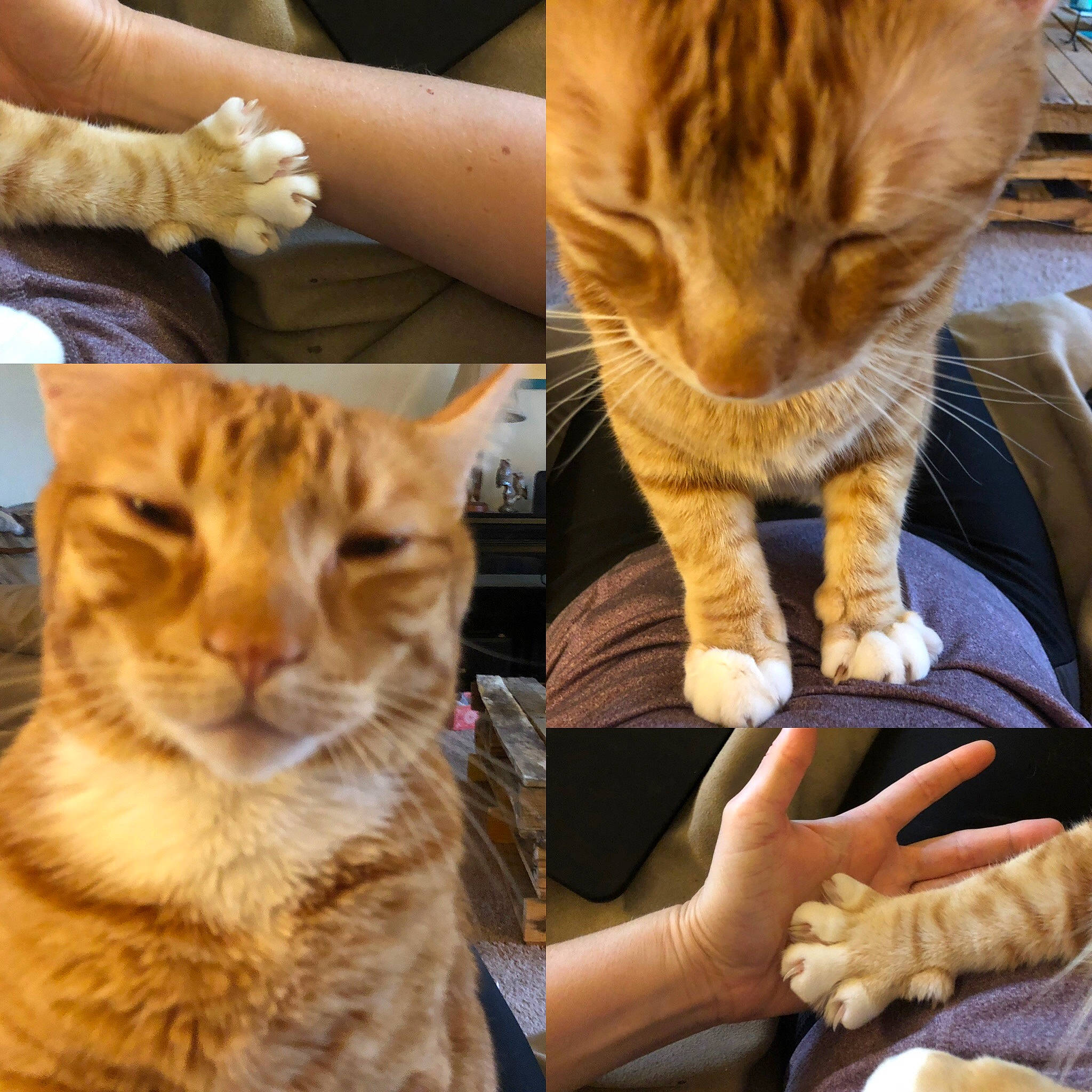 Bonkers joined the competition — help win amazing prizes! american_shorthair, arabian_mau, asian, australian_mist, bengal, carnivore, cat, domestic_short_haired_cat, dragon_li, european_shorthair, felidae, fur, hand, mammal, ocicat, paw, small_to_medium_sized_cats, tabby_cat, toyger, whiskers