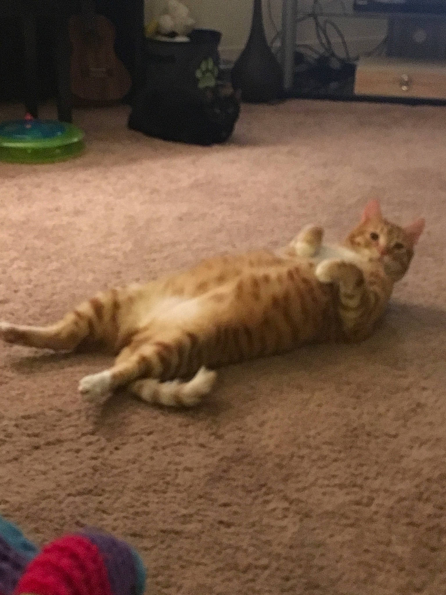 Bonkers joined the competition — help win amazing prizes! aegean_cat, arabian_mau, bengal, carnivore, cat, domestic_short_haired_cat, dragon_li, european_shorthair, felidae, kitten, mammal, ocicat, paw, pixie_bob, small_to_medium_sized_cats, tabby_cat, tail, toyger, vertebrate, whiskers