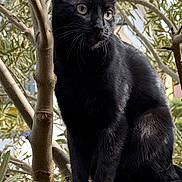 Zoé a rejoint le concours — aidez-le/la à gagner de superbes lots ! animal, black_cat, branch, cat, close_up, ears, fur, green_eyes, leaves, nature, outdoor, paws, pet, portrait, sitting, sunlight, tail, tree, tree_trunk, whiskers