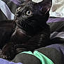 Jeudi a rejoint le concours — aidez-le/la à gagner de superbes lots ! cat, kitten, black_cat, pet, animal, feline, bed, blanket, striped, indoor, cute, whiskers, ears, fur, resting, closeup, portrait, curious, young, domestic