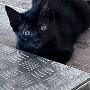 Jeudi participe au concours pour gagner de l'argent avec cette photo : black_kitten, cat, kitten, animal, pet, fur, ears, eyes, wooden_floor, metal_surface, curious, close_up, indoor, small, cute, whiskers, young_cat, looking_up, floor, texture