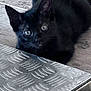black_kitten, cat, kitten, animal, pet, fur, ears, eyes, wooden_floor, metal_surface, curious, close_up, indoor, small, cute, whiskers, young_cat, looking_up, floor, texture