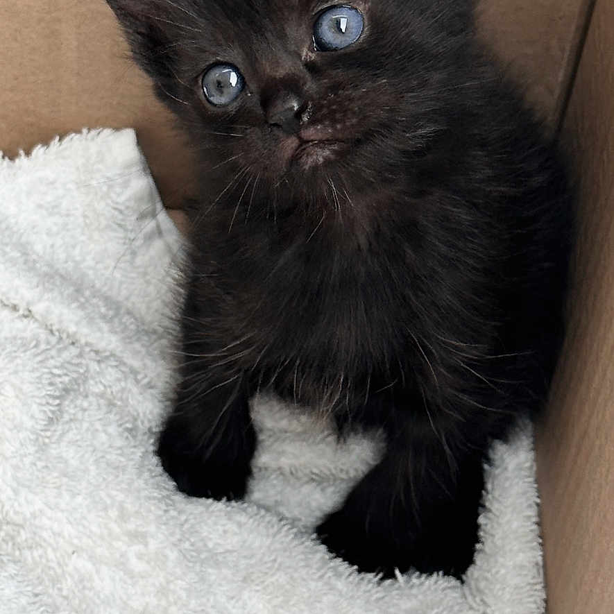 Jeudi a rejoint le concours — aidez-le/la à gagner de superbes lots ! animal, black_cat, blue_eyes, cardboard_box, cozy, curious, cute, ears, feline, fur, indoor, kitten, looking_up, paw, pet, small, soft, towel, whiskers, young