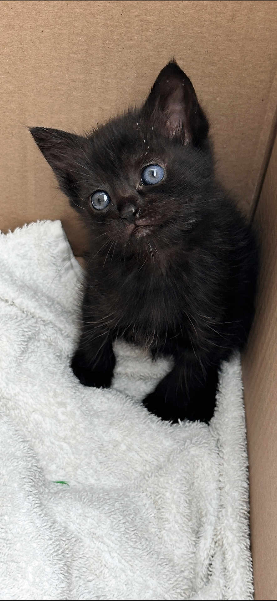 Jeudi a rejoint le concours — aidez-le/la à gagner de superbes lots ! kitten, black_cat, blue_eyes, cardboard_box, towel, fur, pet, animal, cute, small, young, indoor, whiskers, ears, paw, looking_up, curious, cozy, soft, feline