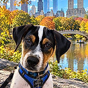 Spot is registered to the contest to win money with this photo: autumn, black_and_white, blue_harness, bridge, brown_markings, central_park, city_skyline, collar, dog, dog_tag, fall_foliage, lake, leash, new_york_city, outdoor, pet, portrait, puppy, rocks, water