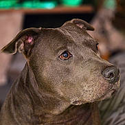 Sky Aka Speckmaus is registered to the contest to win money with this photo: alert, animal, brown, canine, close_up, companion, cute, dog, domestic_animal, ears, expression, face, fur, indoor, looking_away, muzzle, pet, portrait, snout, whiskers
